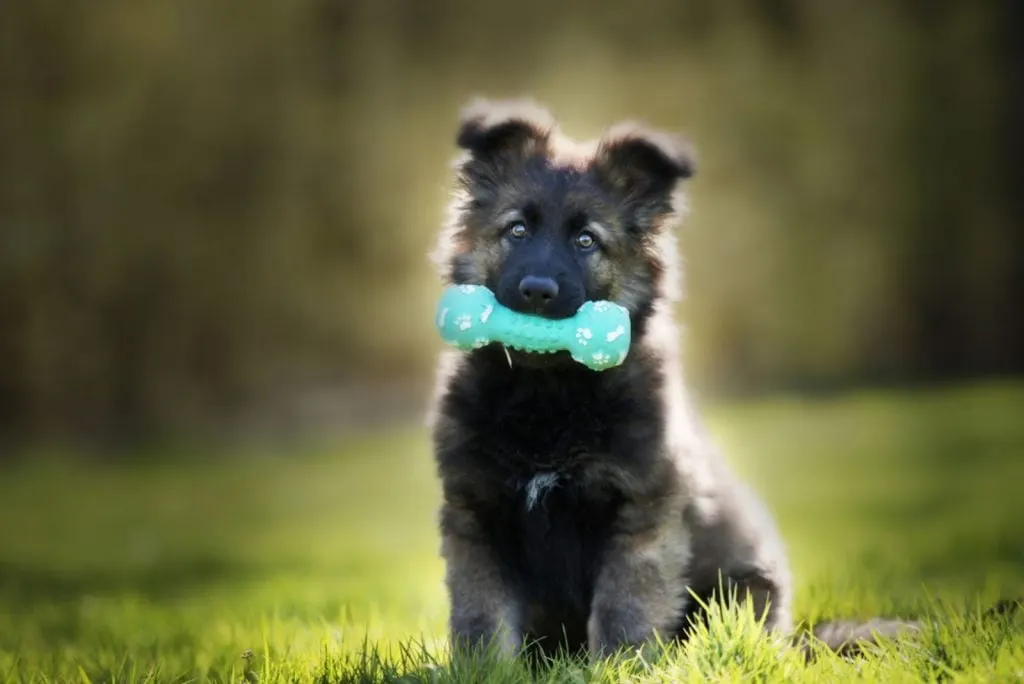 adorable german shepherd puppy with a chew toy sitting on the grass