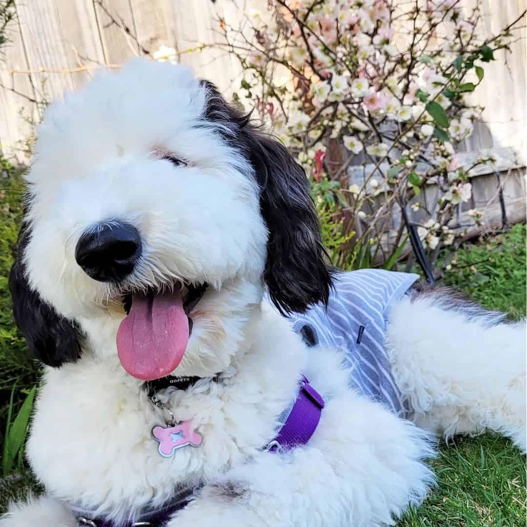 adorable photo of Bayley