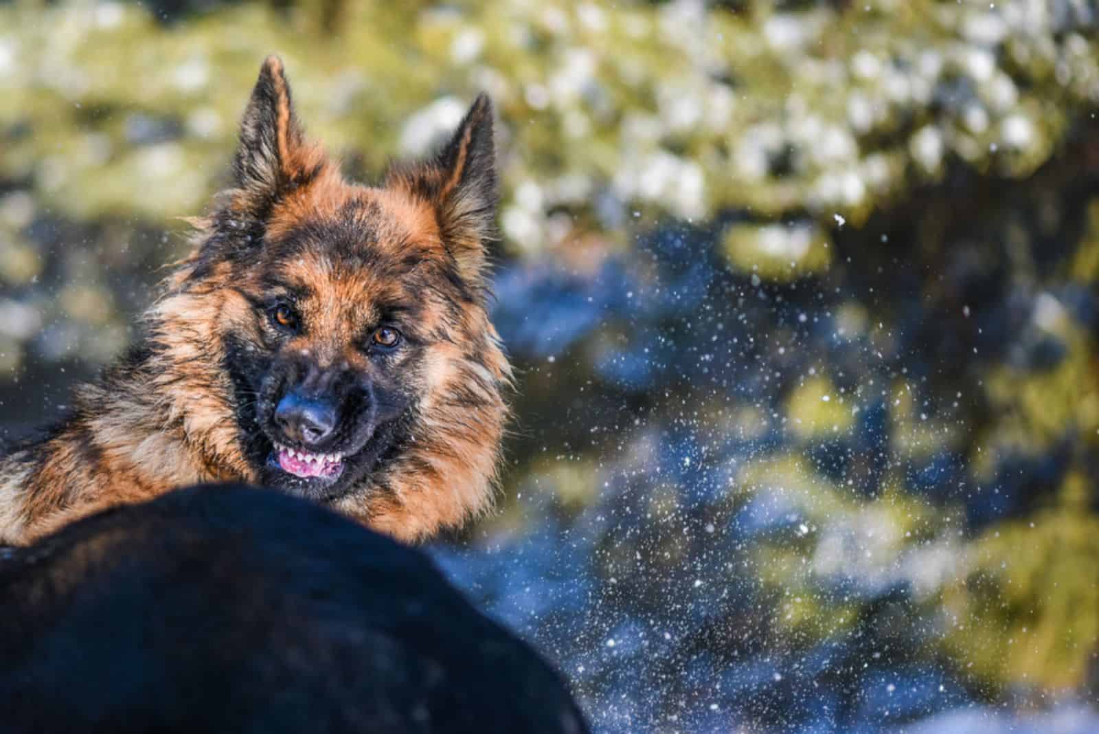 aggressive german shepherd dog growling