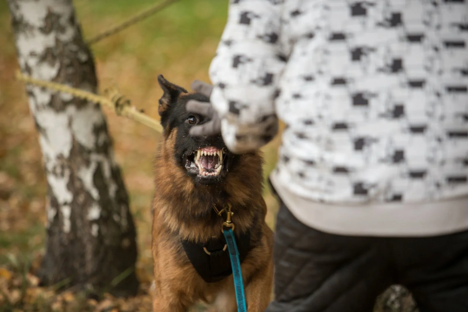 angry german shepherd dog growling