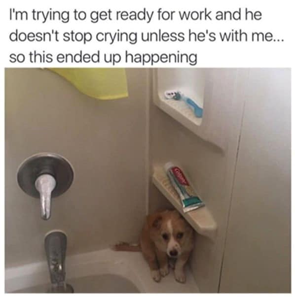 anxious dog joins owner in bath