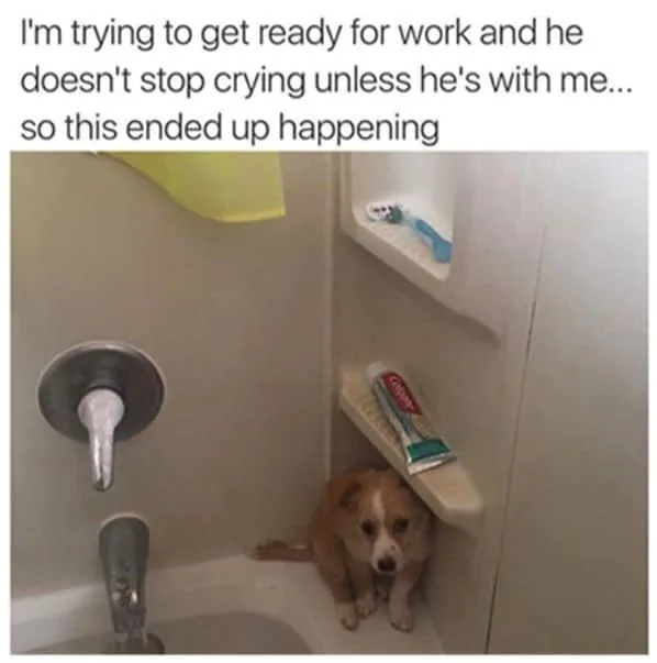 anxious dog joins owner in bath