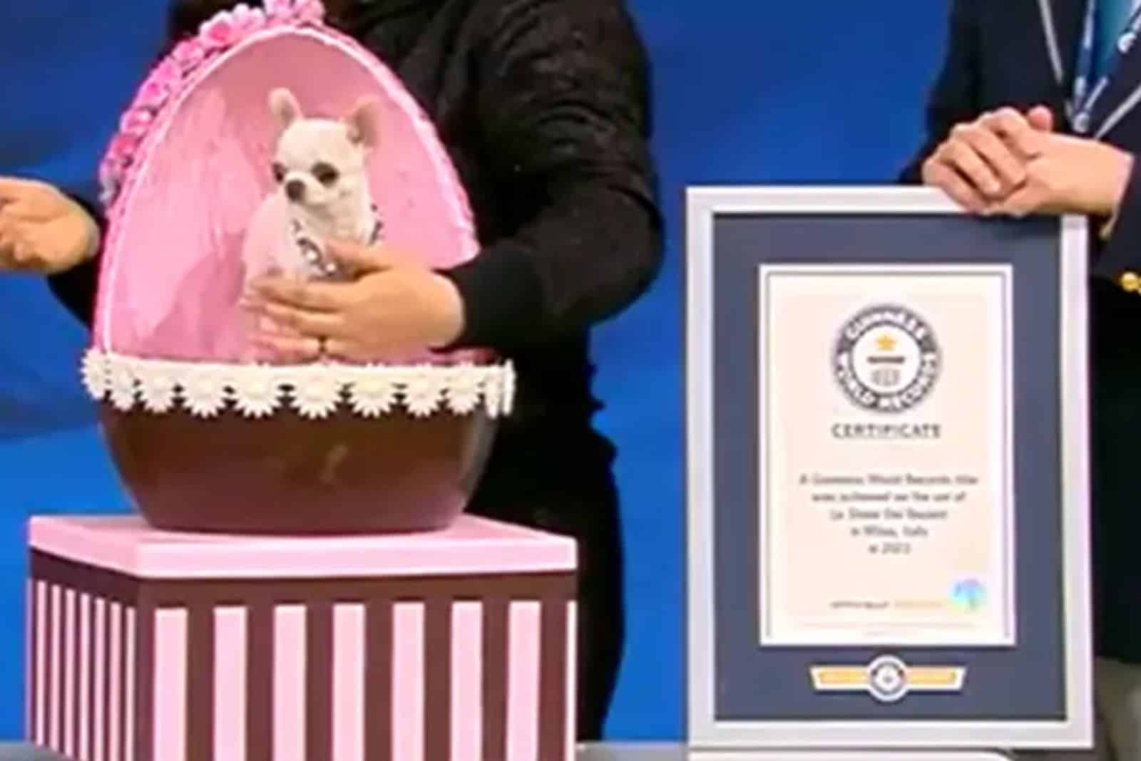 awarding chihuahua dog