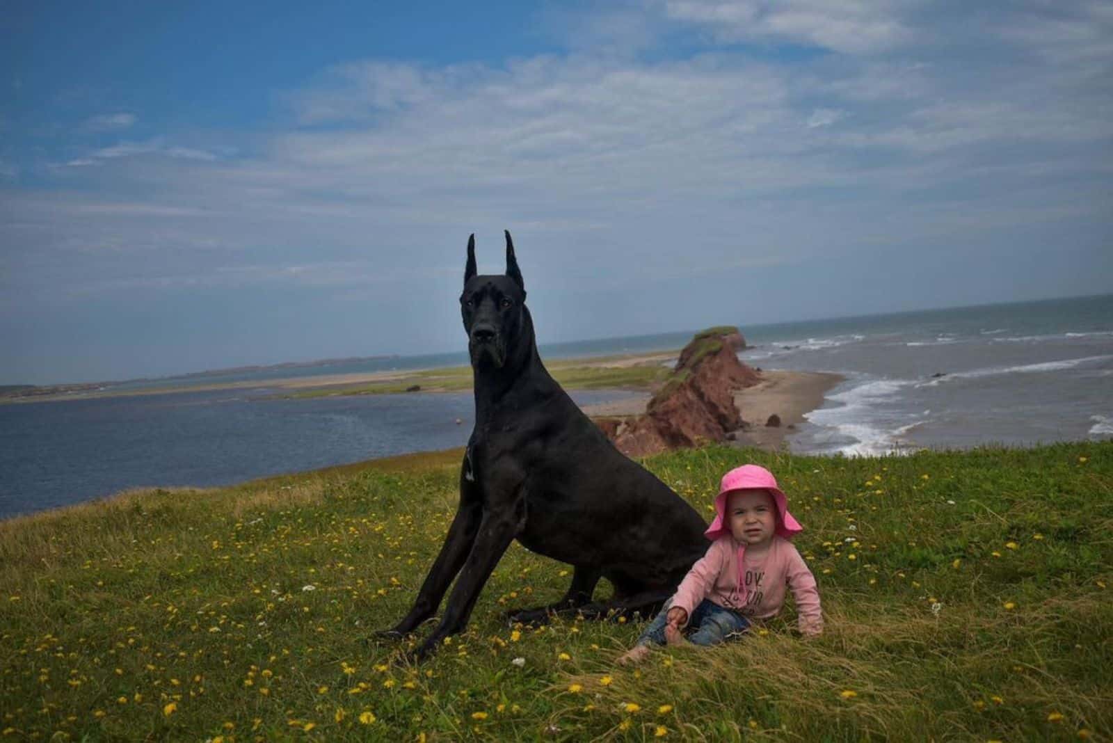 baby girl sitting beside great dane dog on a meadow