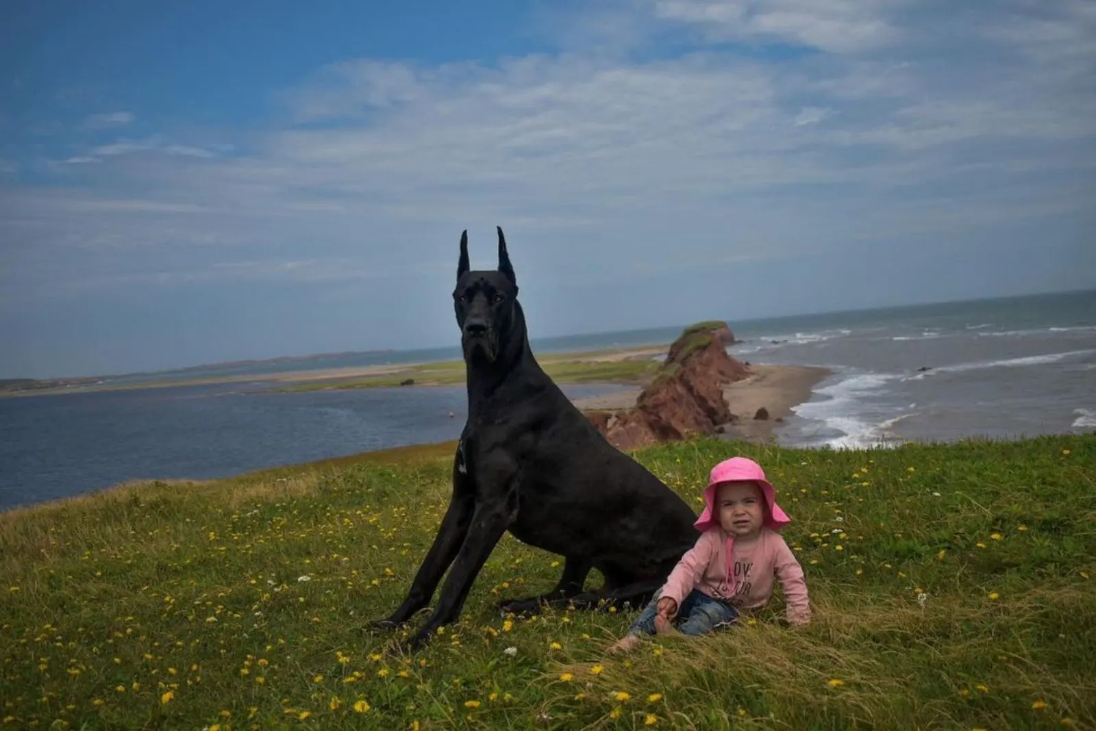 baby girl sitting beside great dane dog on a meadow