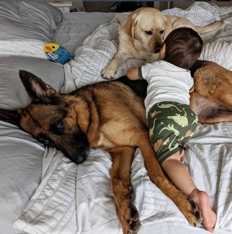 baby playing with dogs on the bed