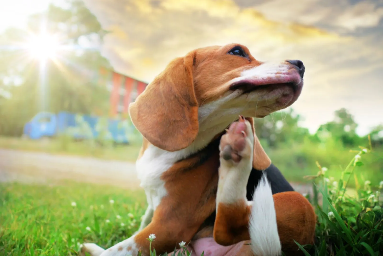 beagle dog scratching his neck while sitting in the grass