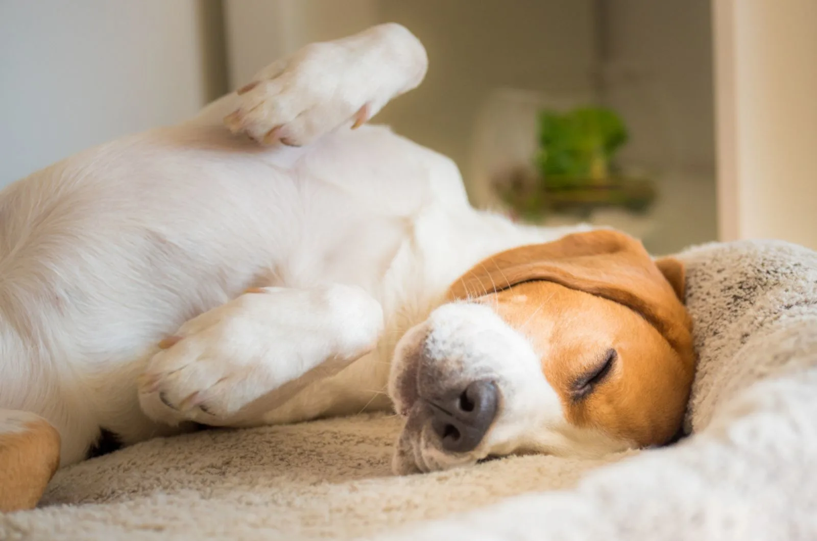 The Reason Behind Why Your Dog Is Twitching In His Sleep