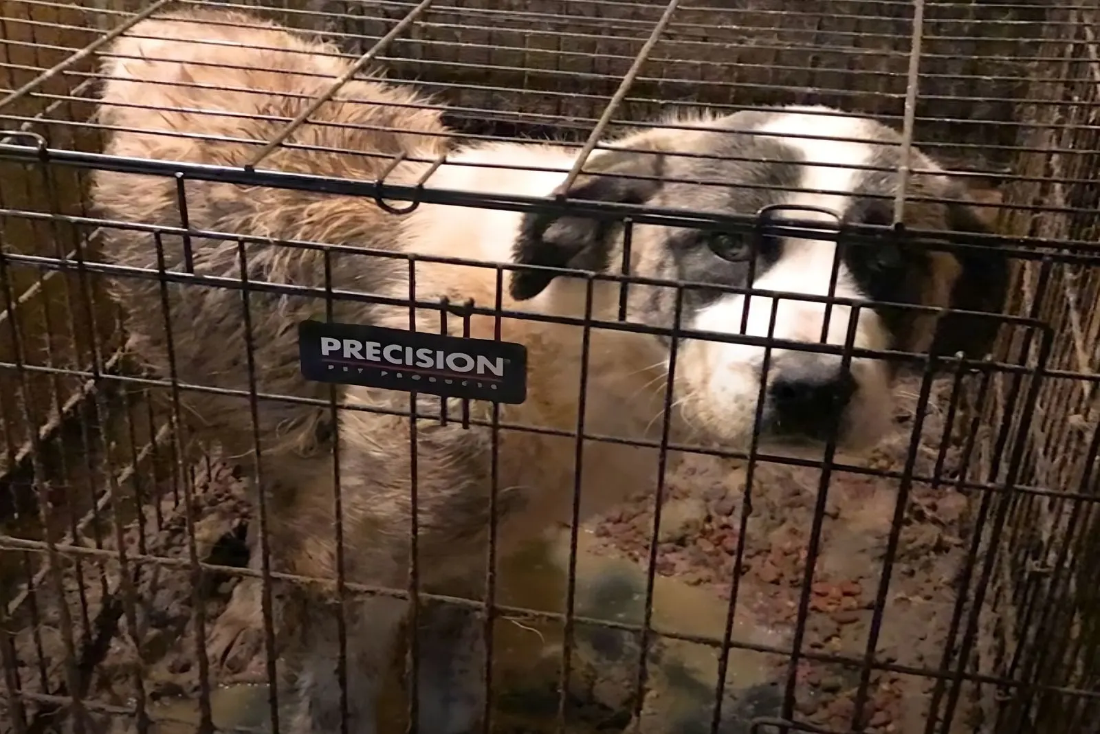 Perro grande en una jaula pequeña con aspecto triste.