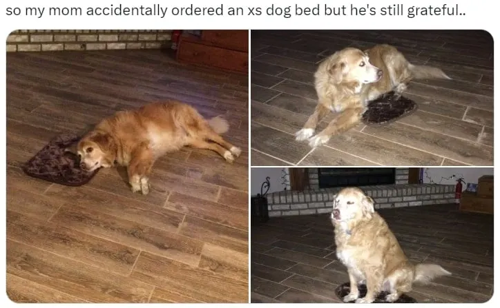 big dog tries to sleep on a XS dog bed