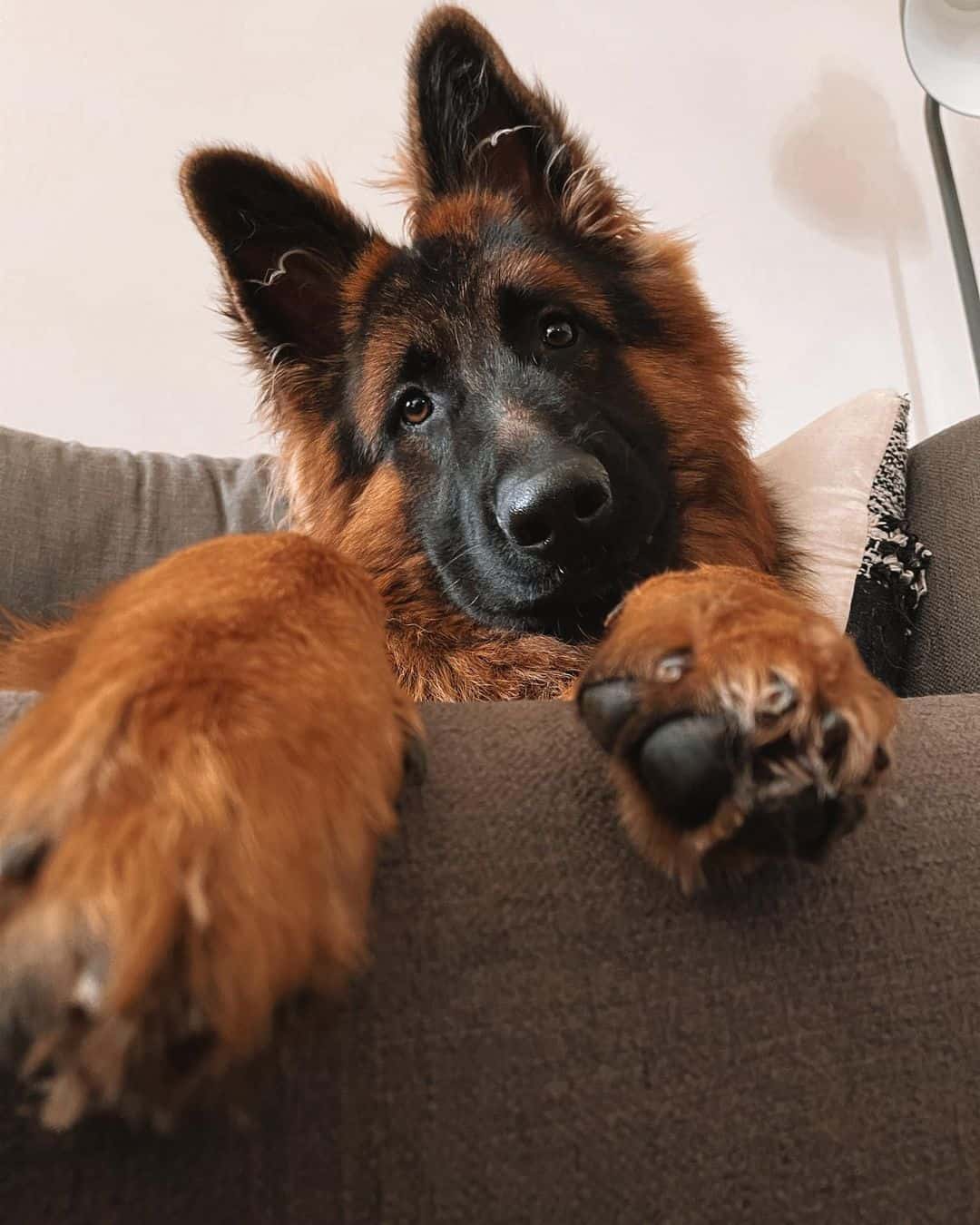 big german shepherd on the couch