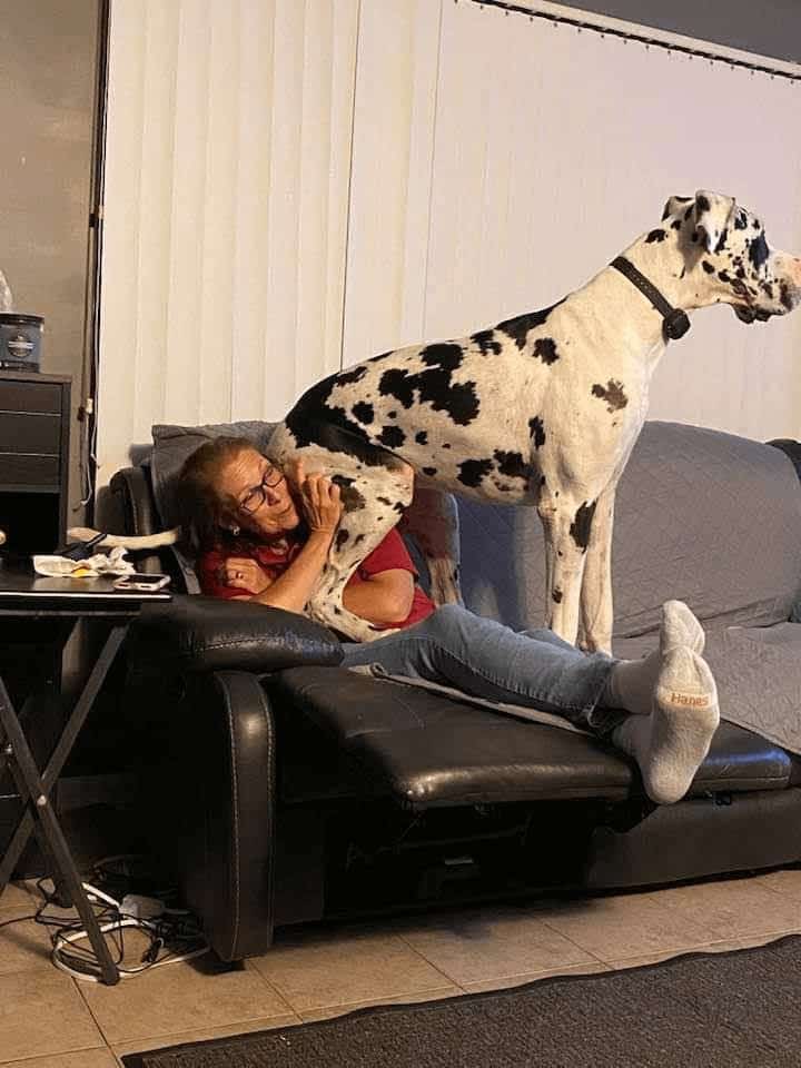 black and white great dane rests on a woman