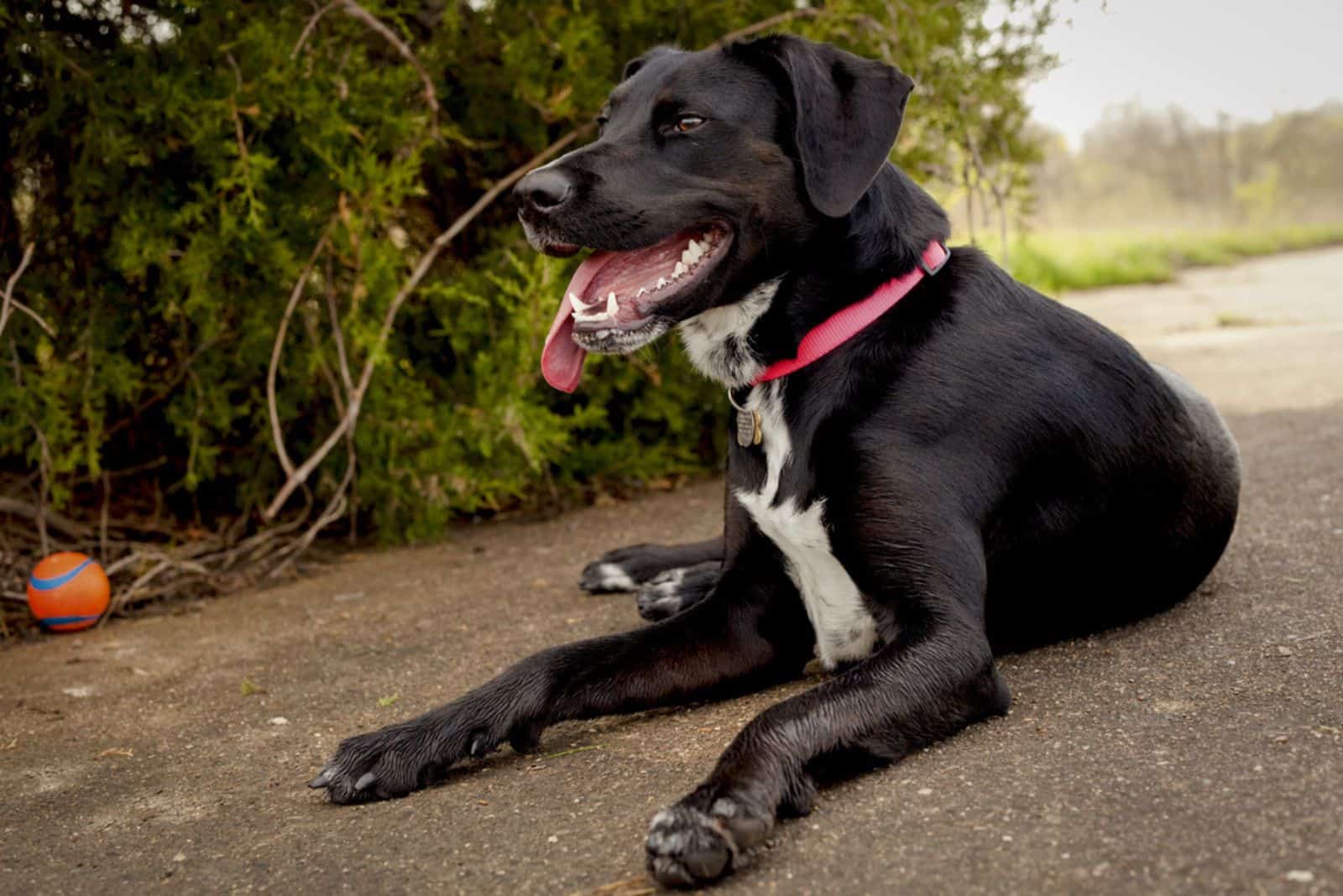 black dog panting while lying on the ground