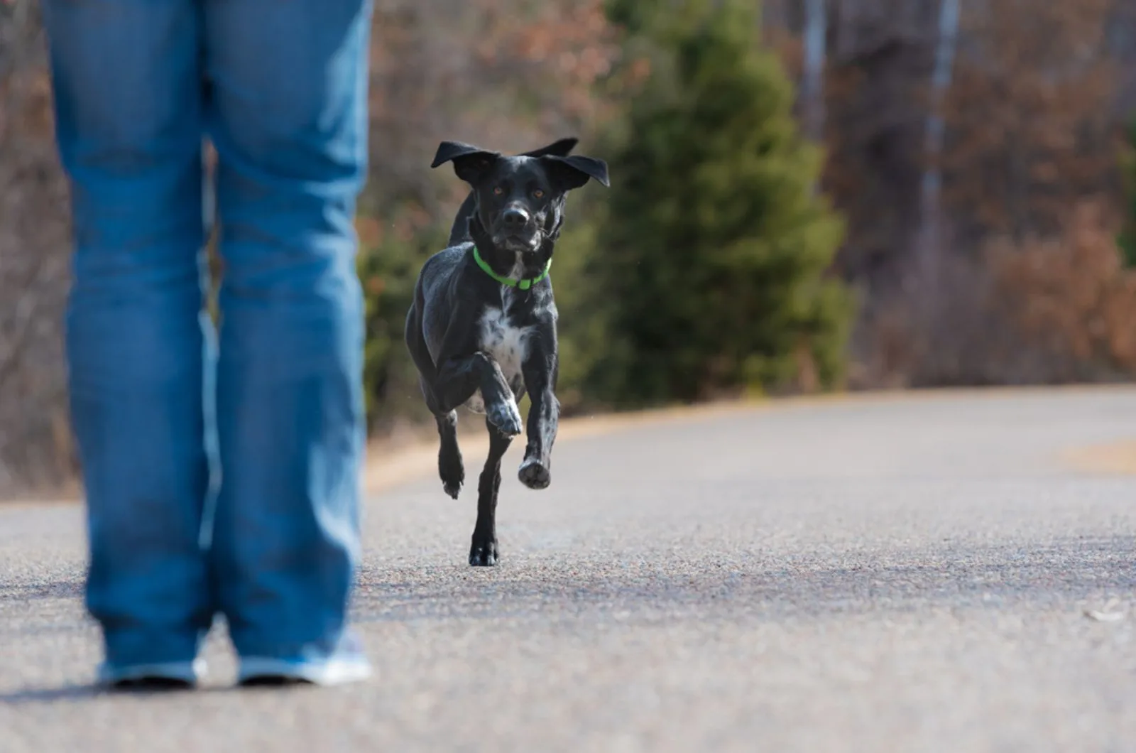 black dog running on the road  toward masters legs showing obedience 