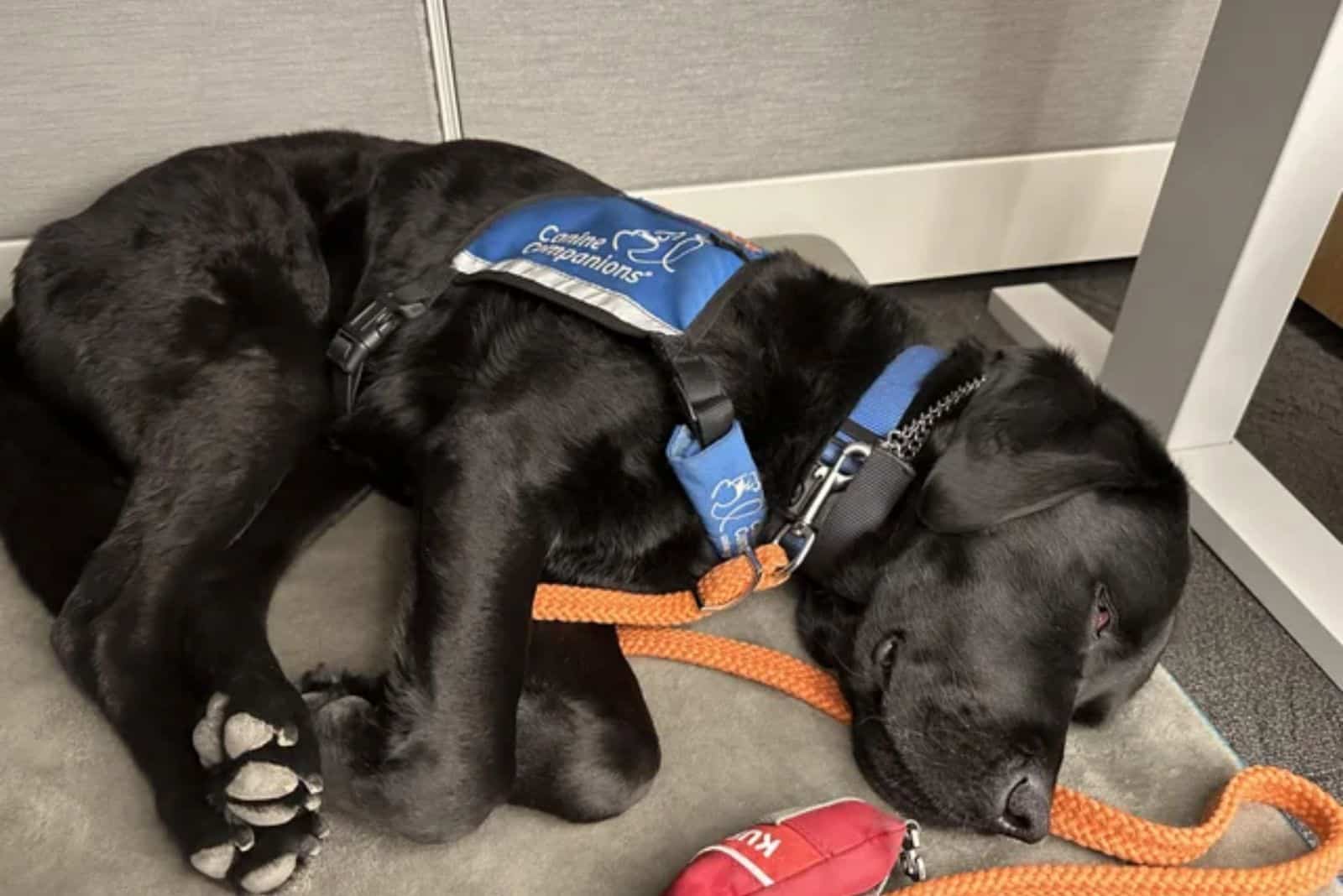 black dog sleeping on the floor