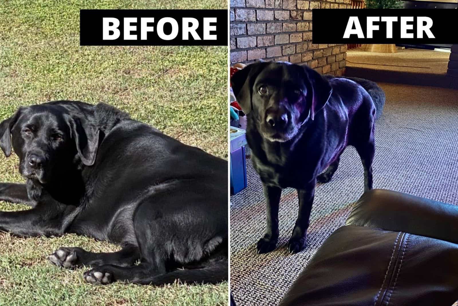 black dog before and after weight loss