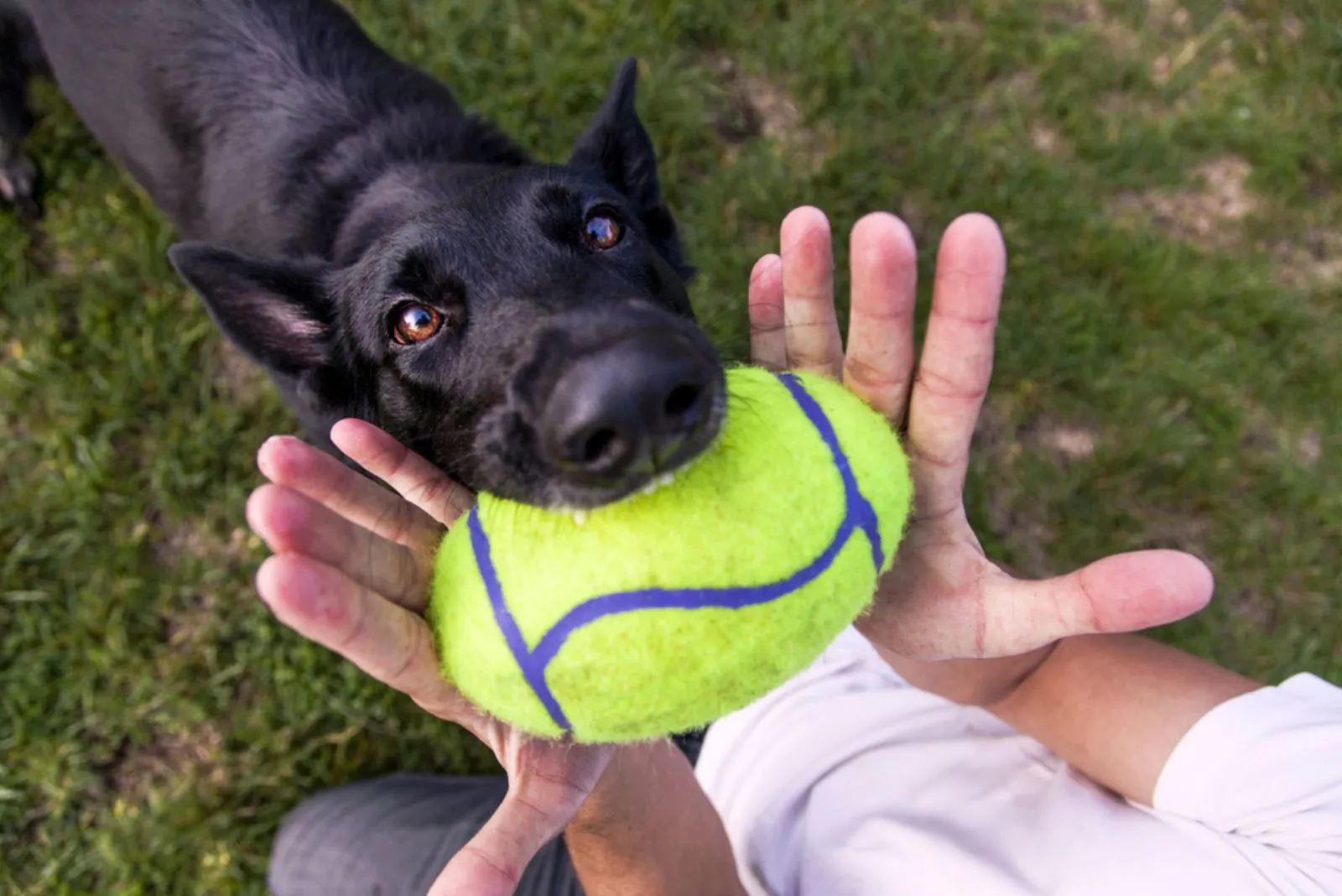 black german shepherd dog playing with a ball with his owner