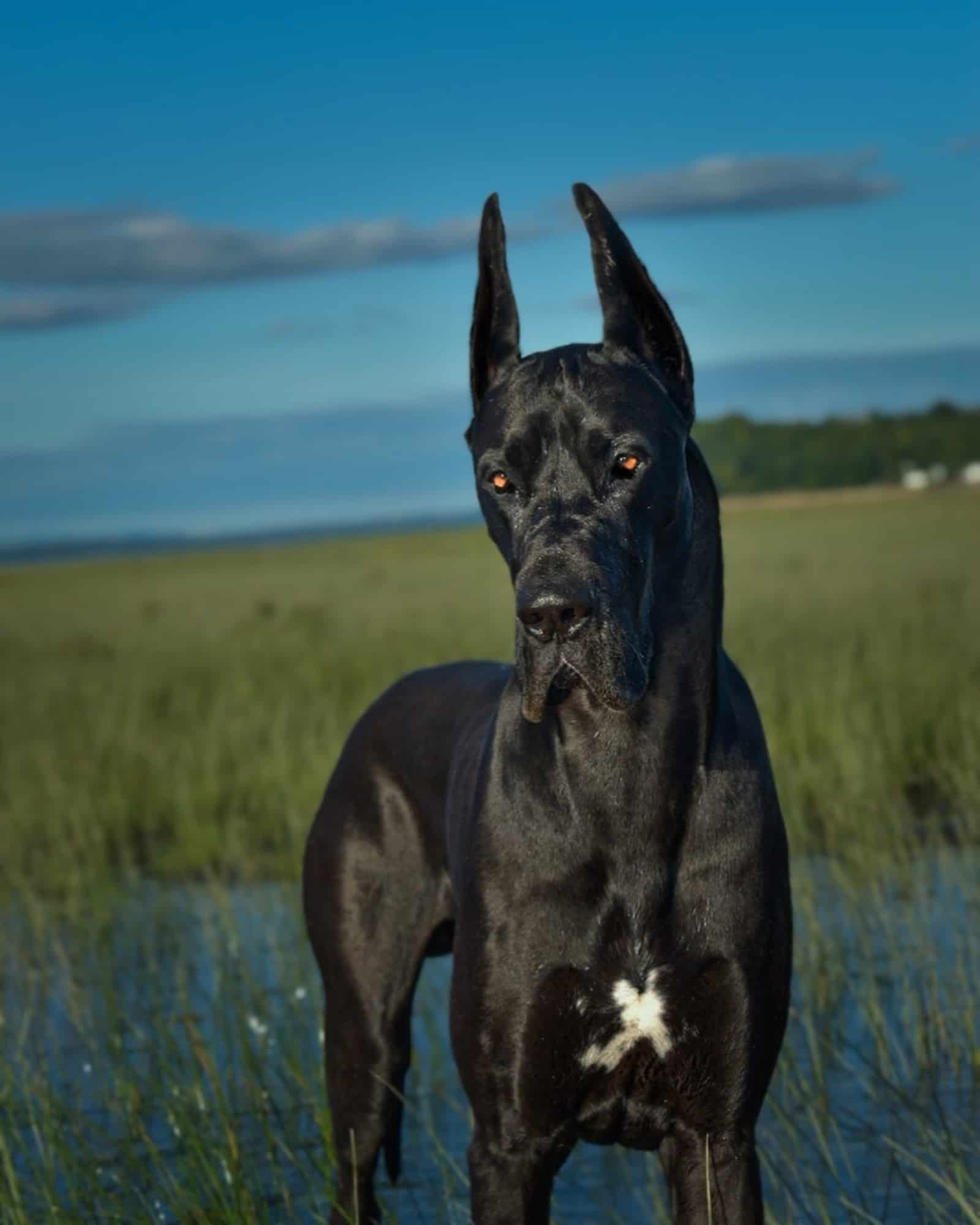 black great dane dog in nature