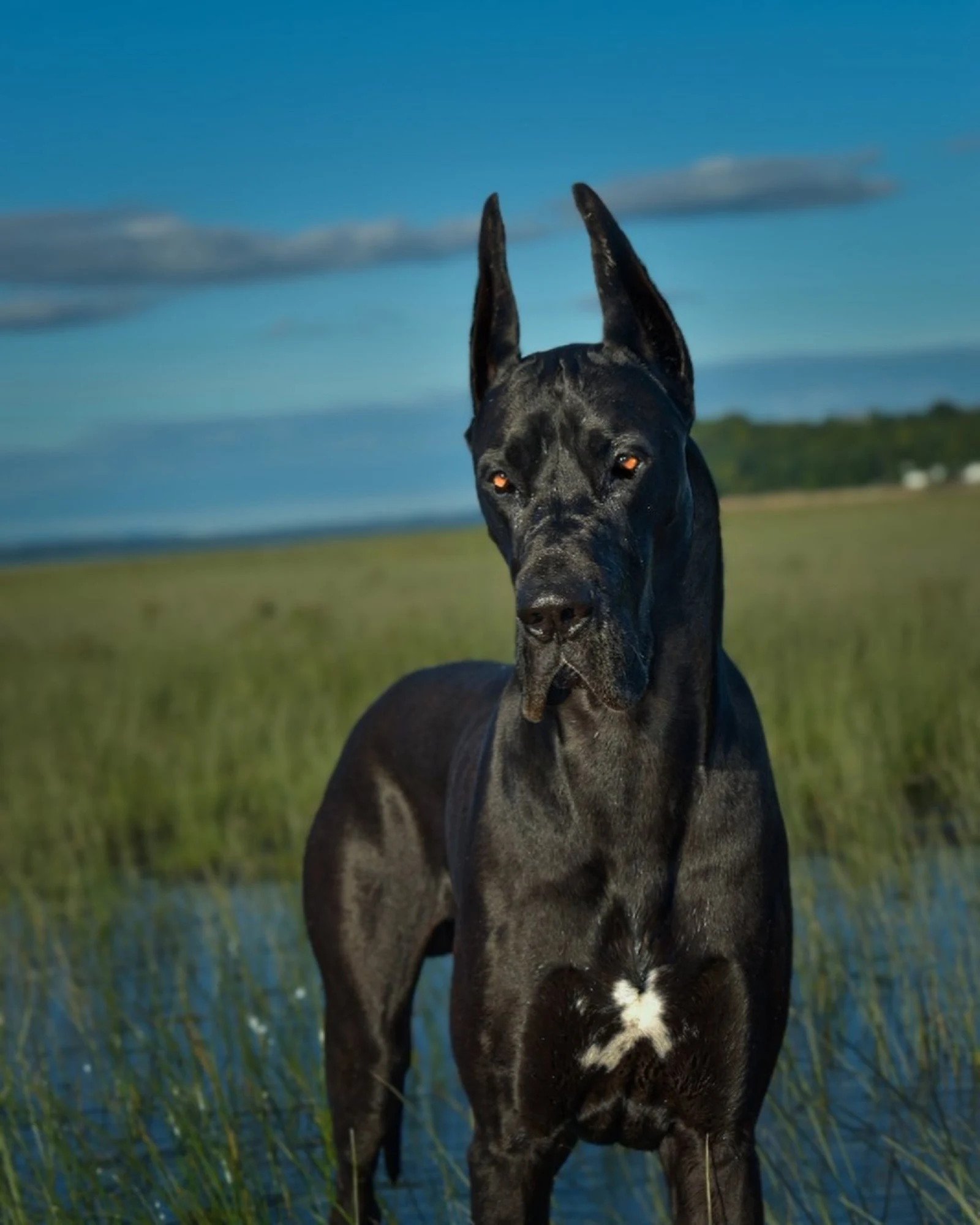 black great dane dog in nature