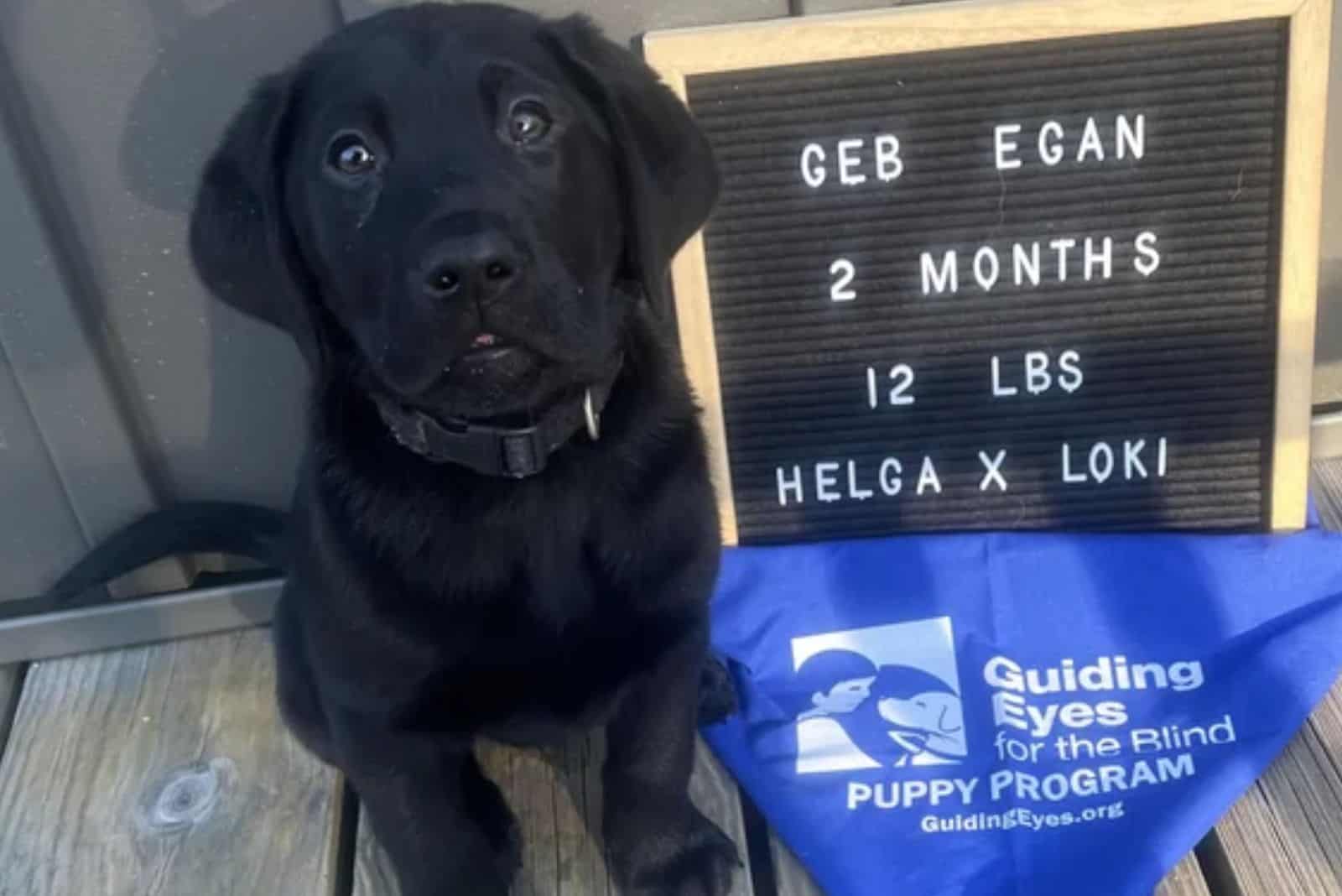 black guiding dog sitting on the floor