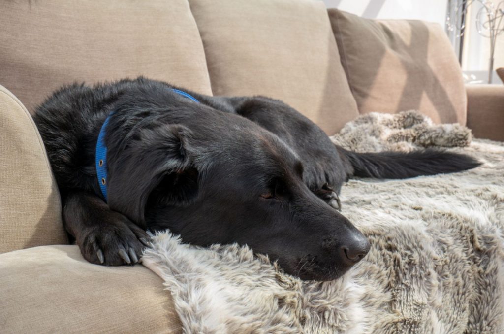 The Reason Behind Why Your Dog Is Twitching In His Sleep