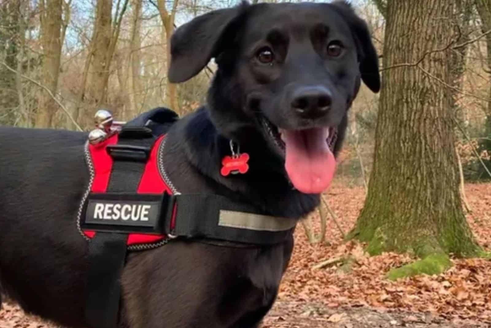 black tracker dog in forest