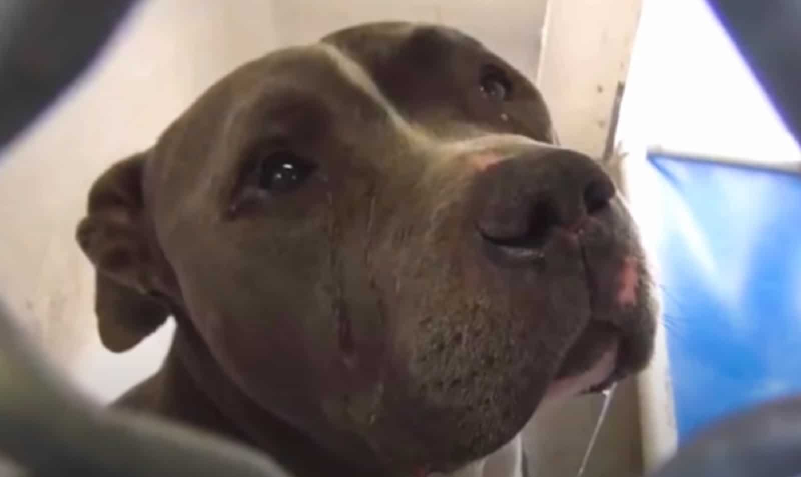 blue the pitbull crying