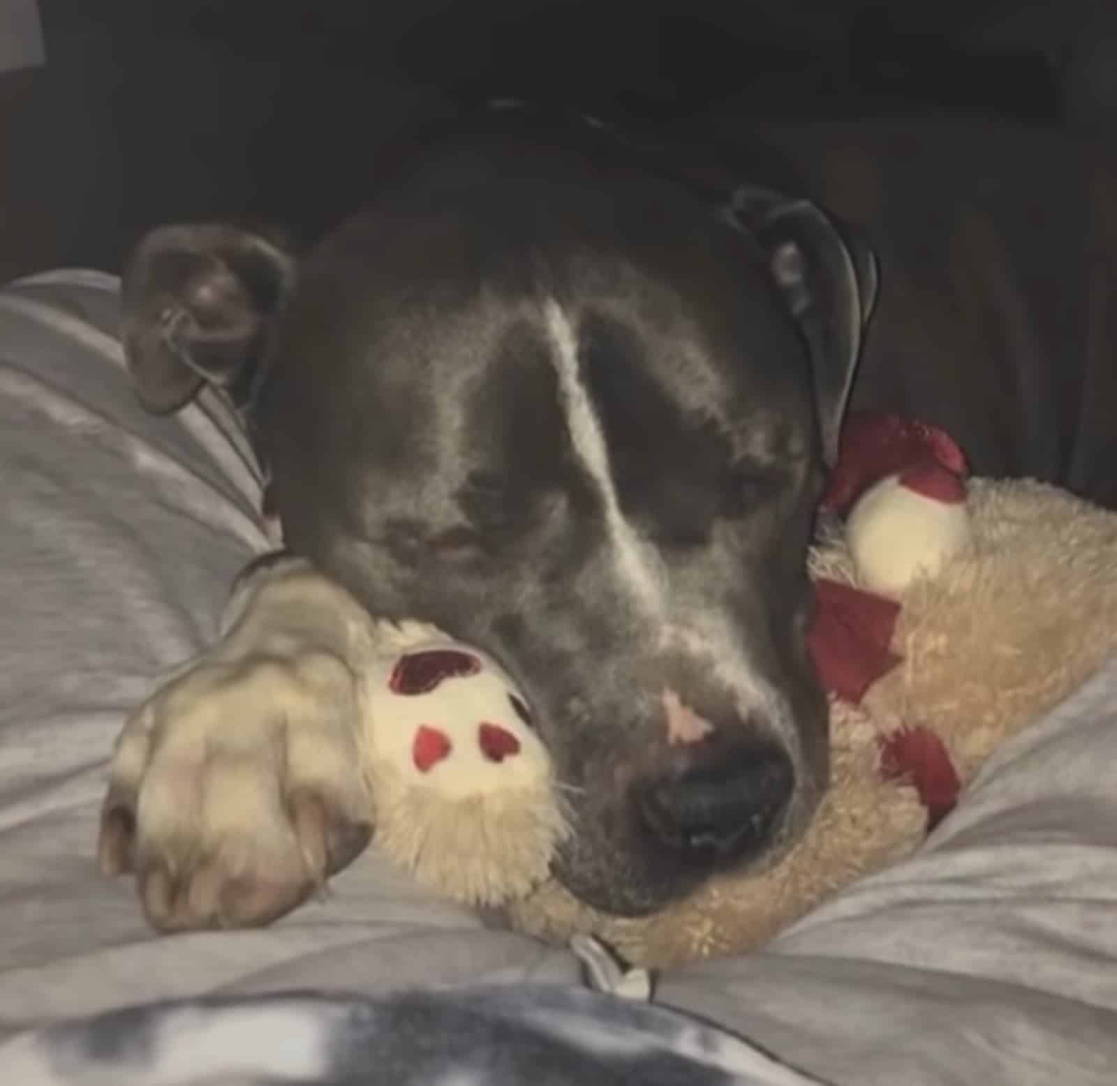 blue the pitbull sleeping with his toy