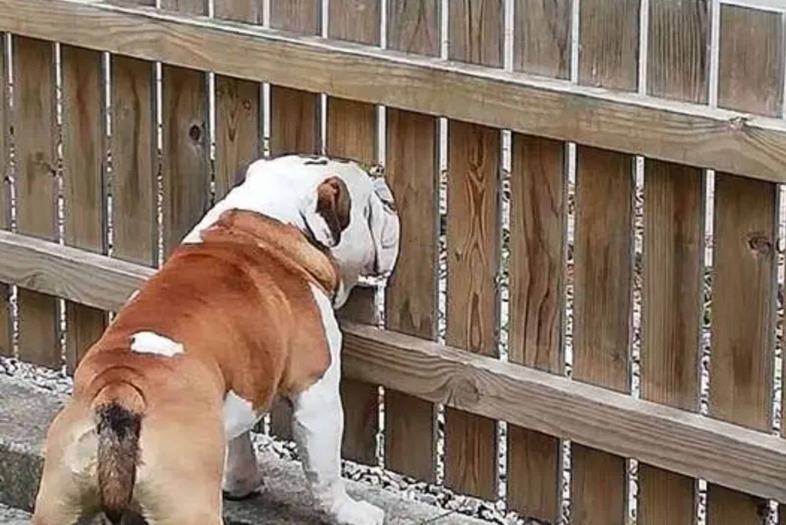 bogart the bulldog watching the neighborhood through a peephole