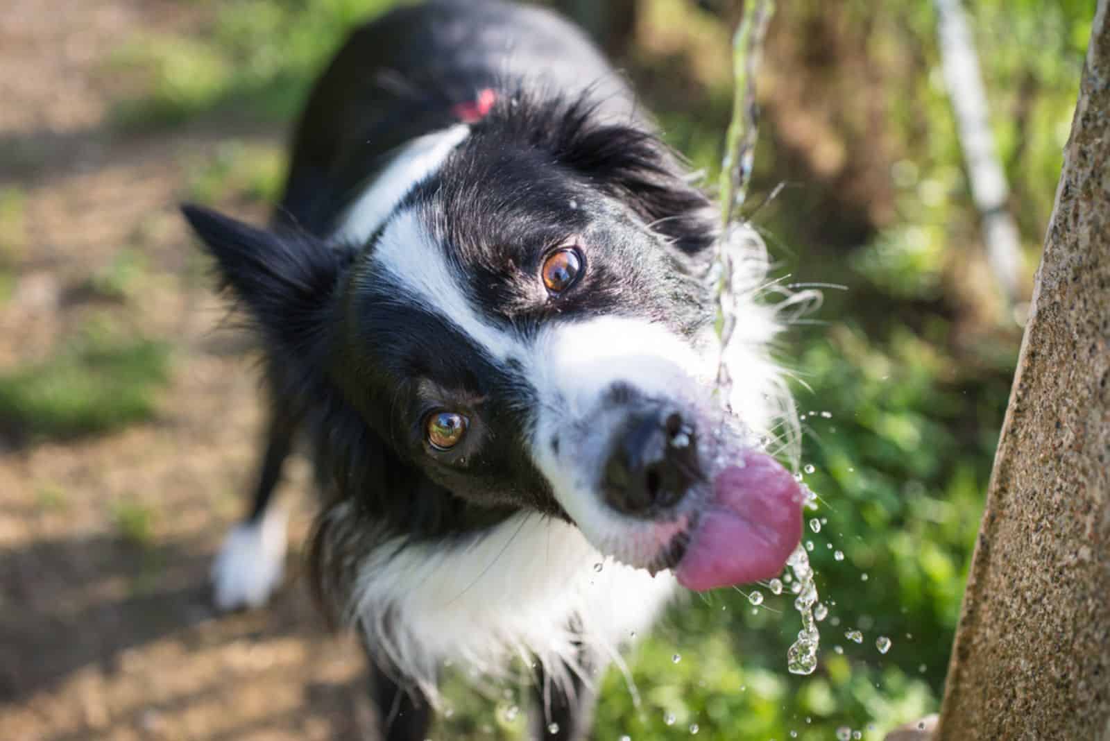 border collie drinking water  from the fountain