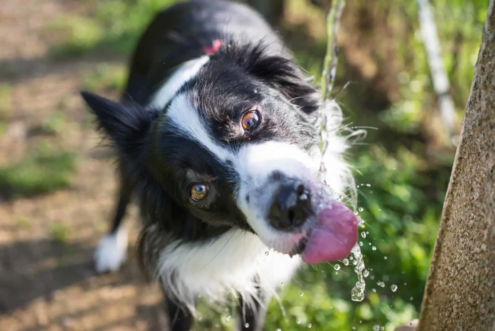 border collie drinking water from the fountain