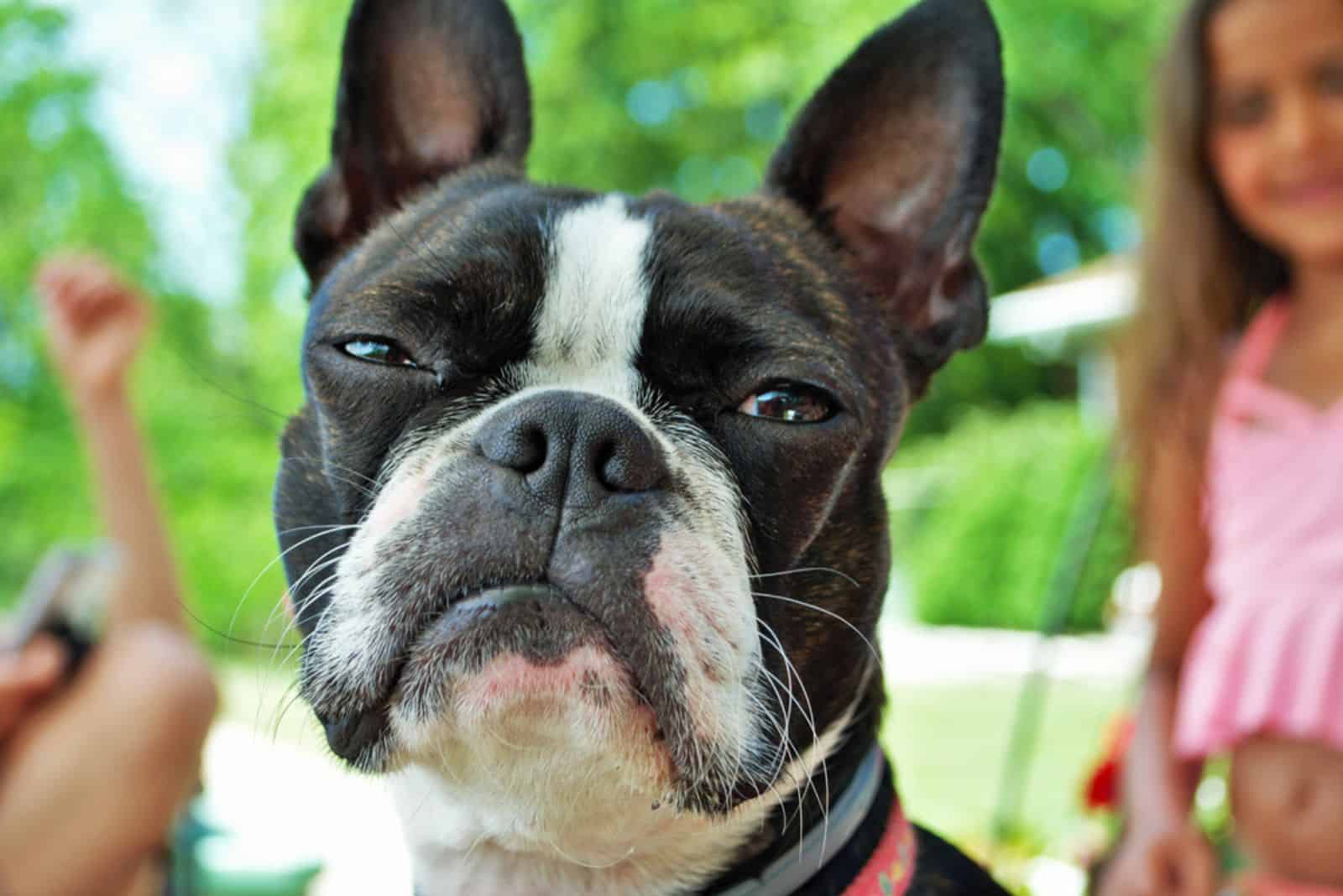 boston terrier dog sitting with people in the park