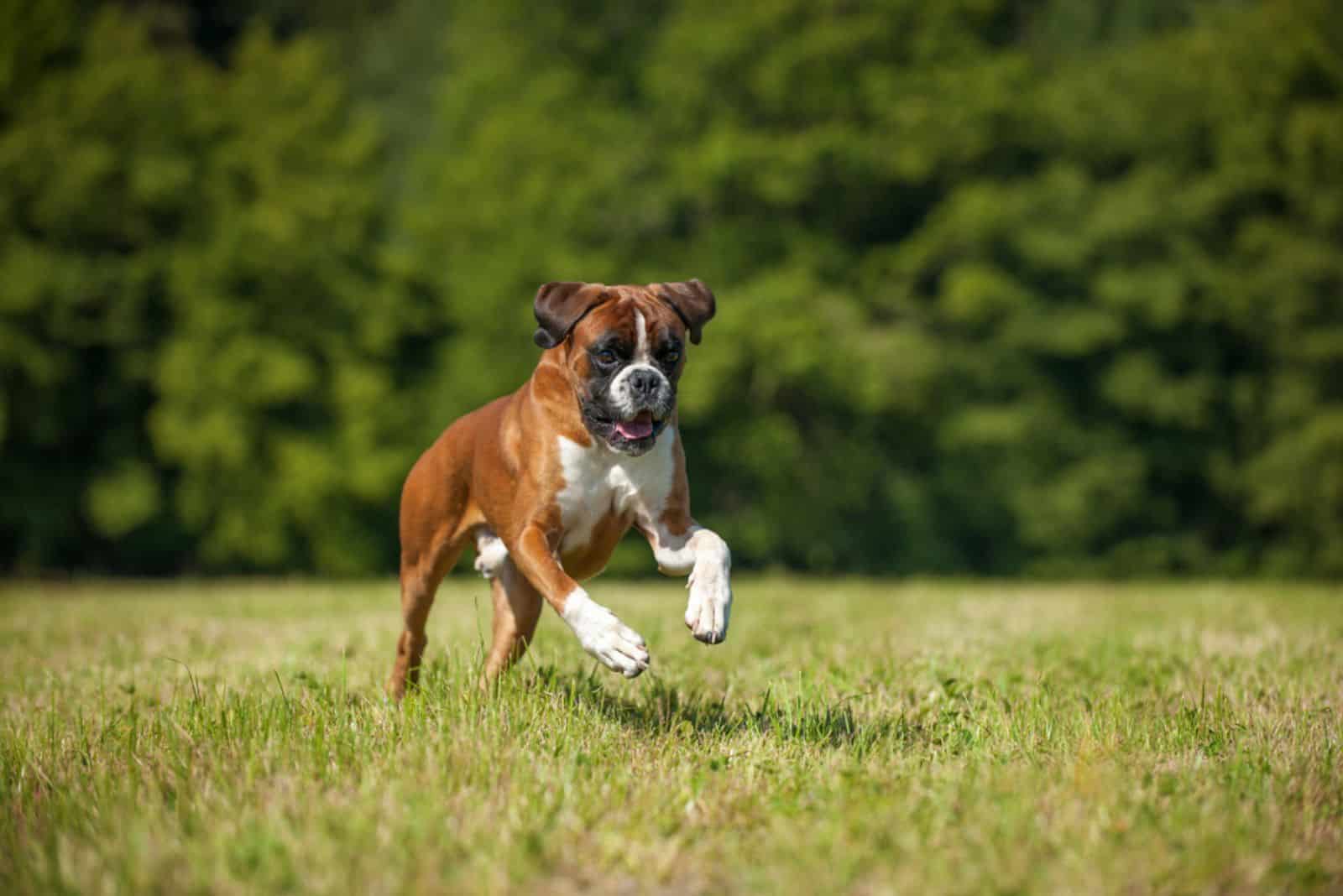 boxer dog running in the park