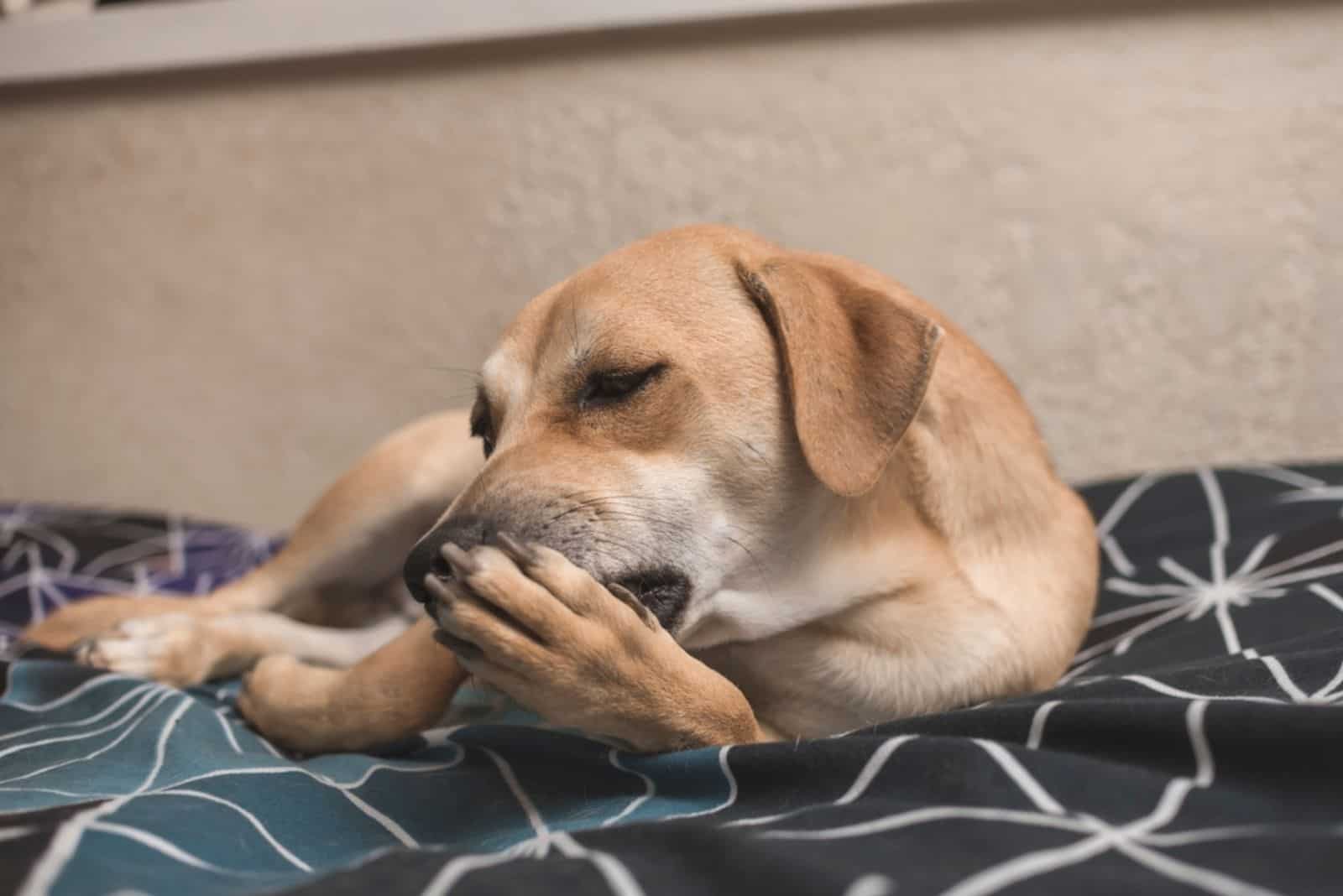 brown dog licks his front paw while lying on the bed