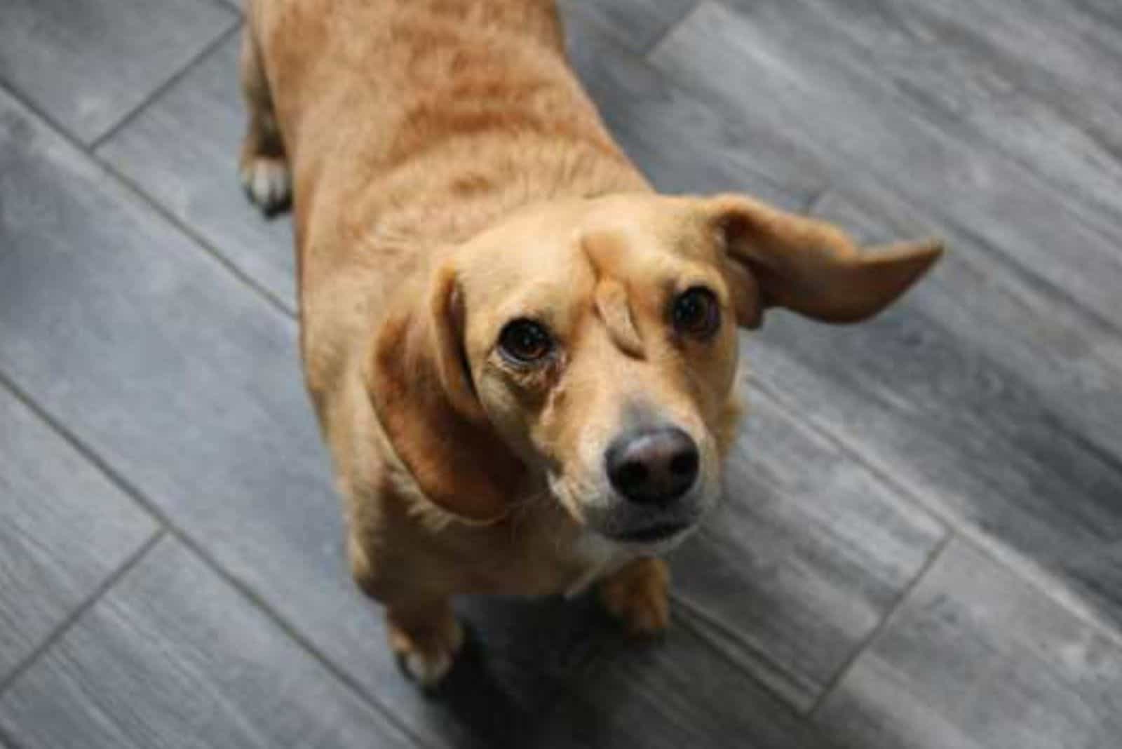 brown dog with a unicorn tail looking into camera