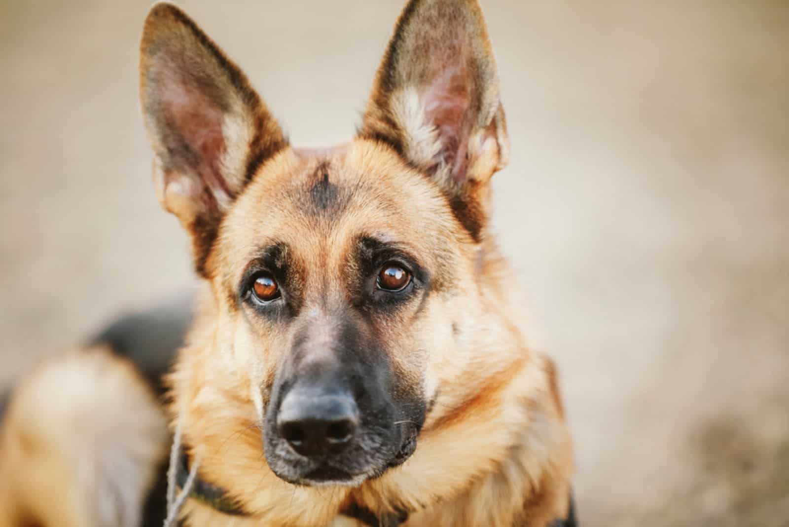 brown german shepherd dog with watery eyes