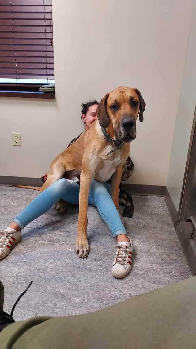 brown great dane sits in woman's lap