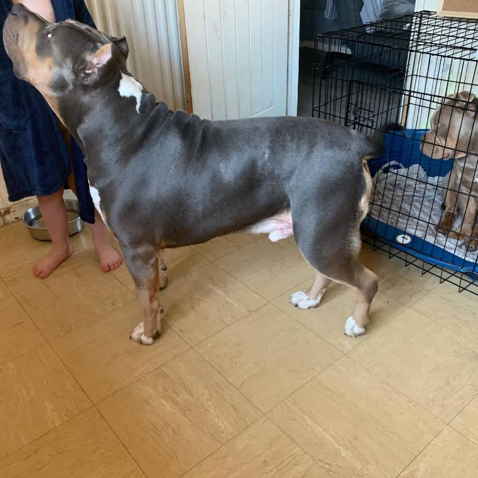 bully dog after weight loss