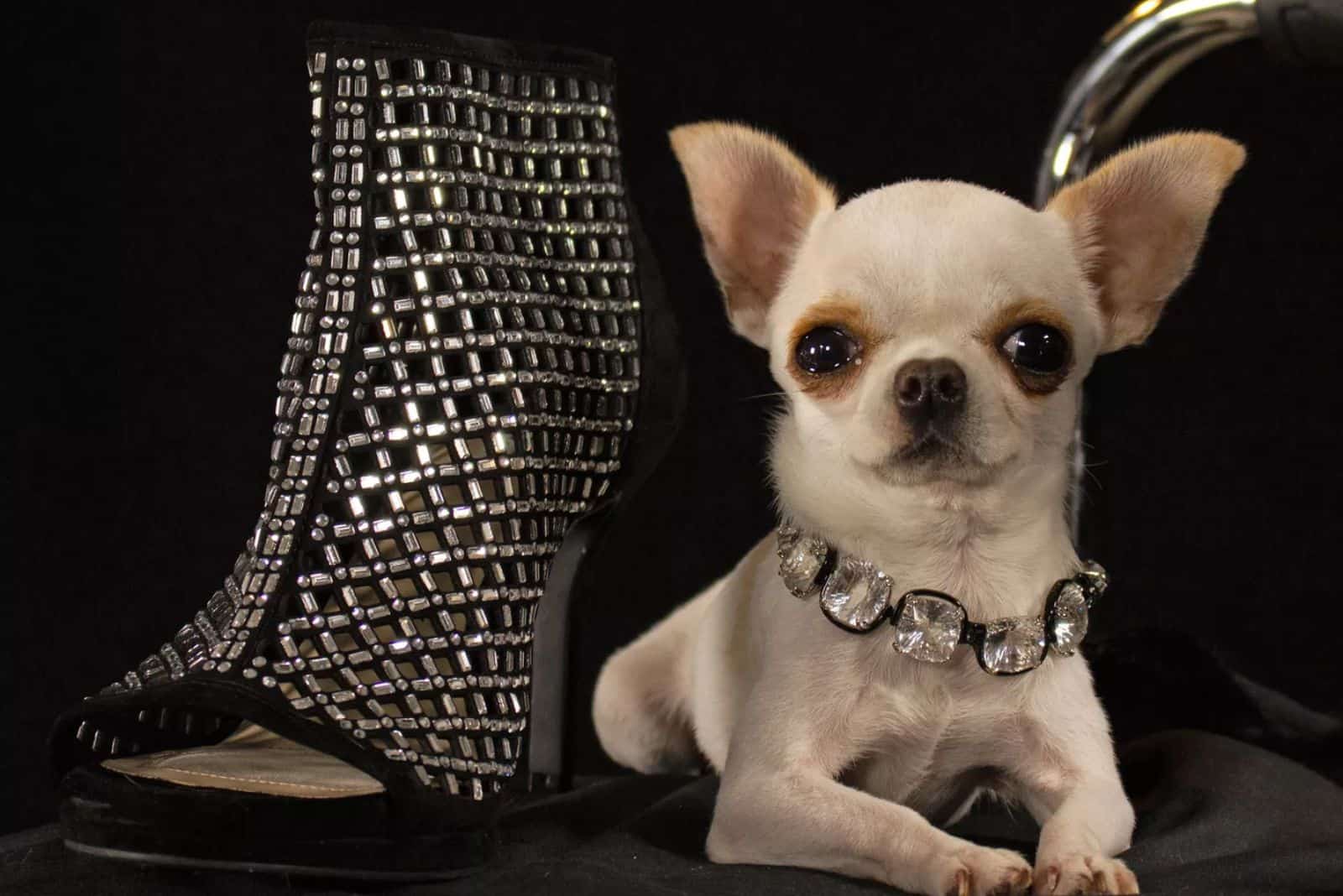 chihuahua posing next to the heel