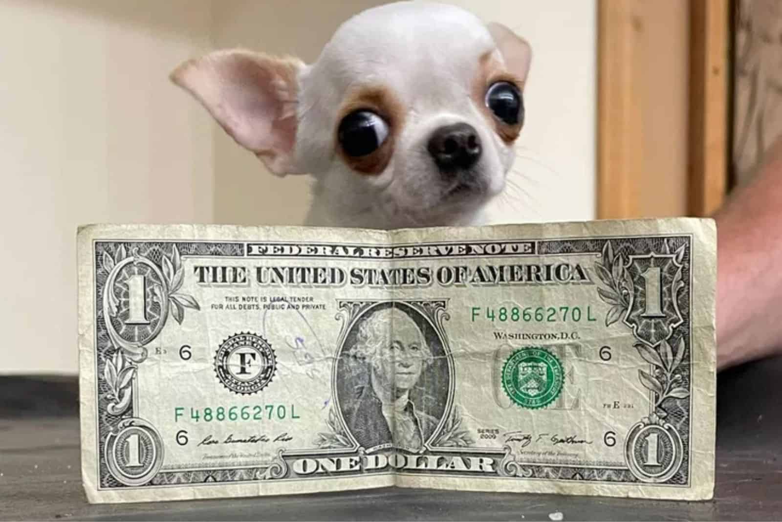 chihuahua with a dollar