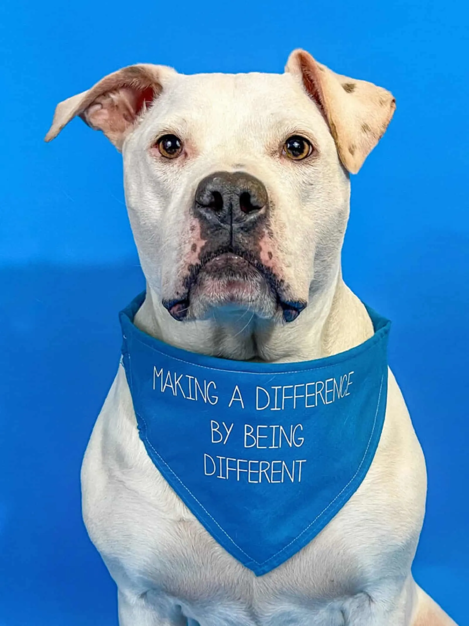 cole the deaf dog sitting and wearing scarf with motivation message