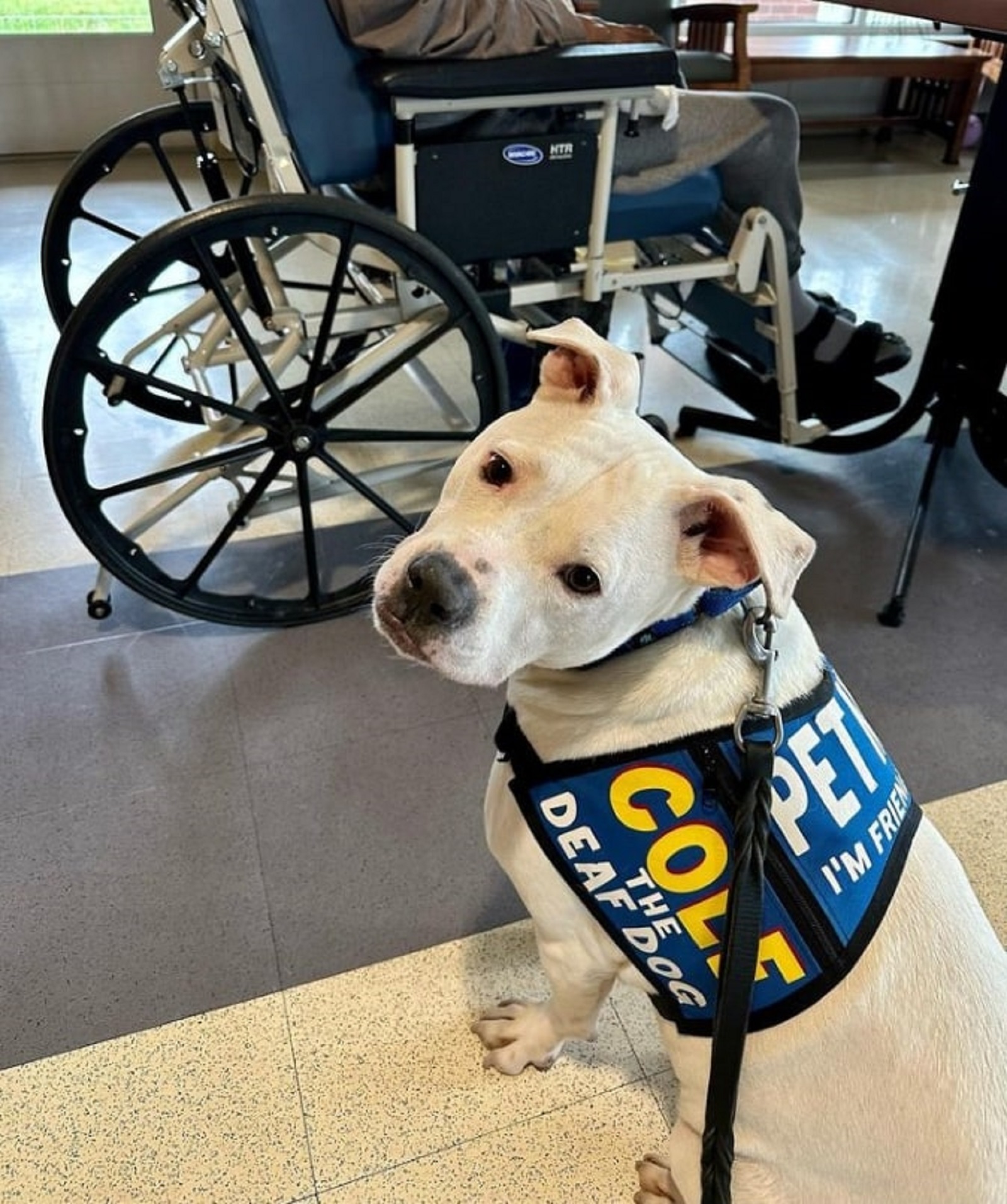 cole the deaf dog on a leash