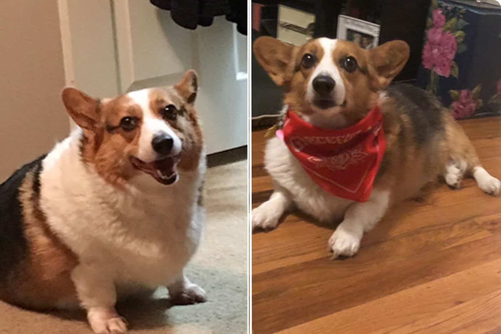 corgi dog before and after weight loss