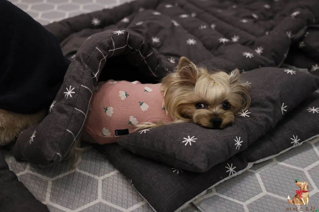 cute dog in sleepwear naps at daycare