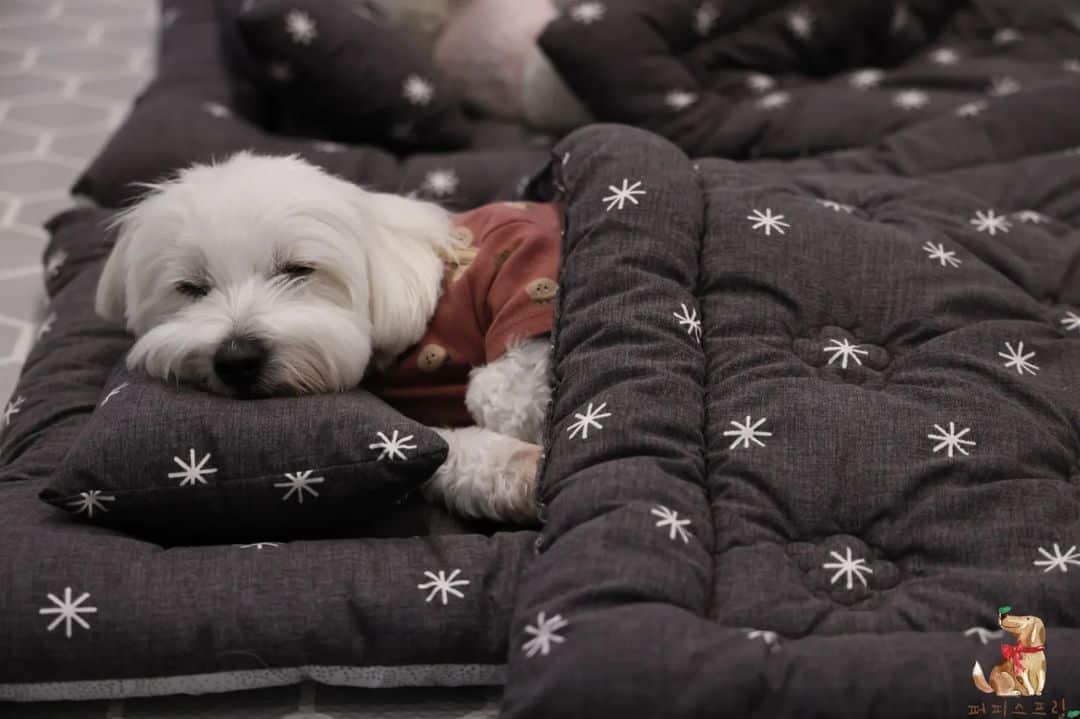 cute dog sleeps at puppy daycare