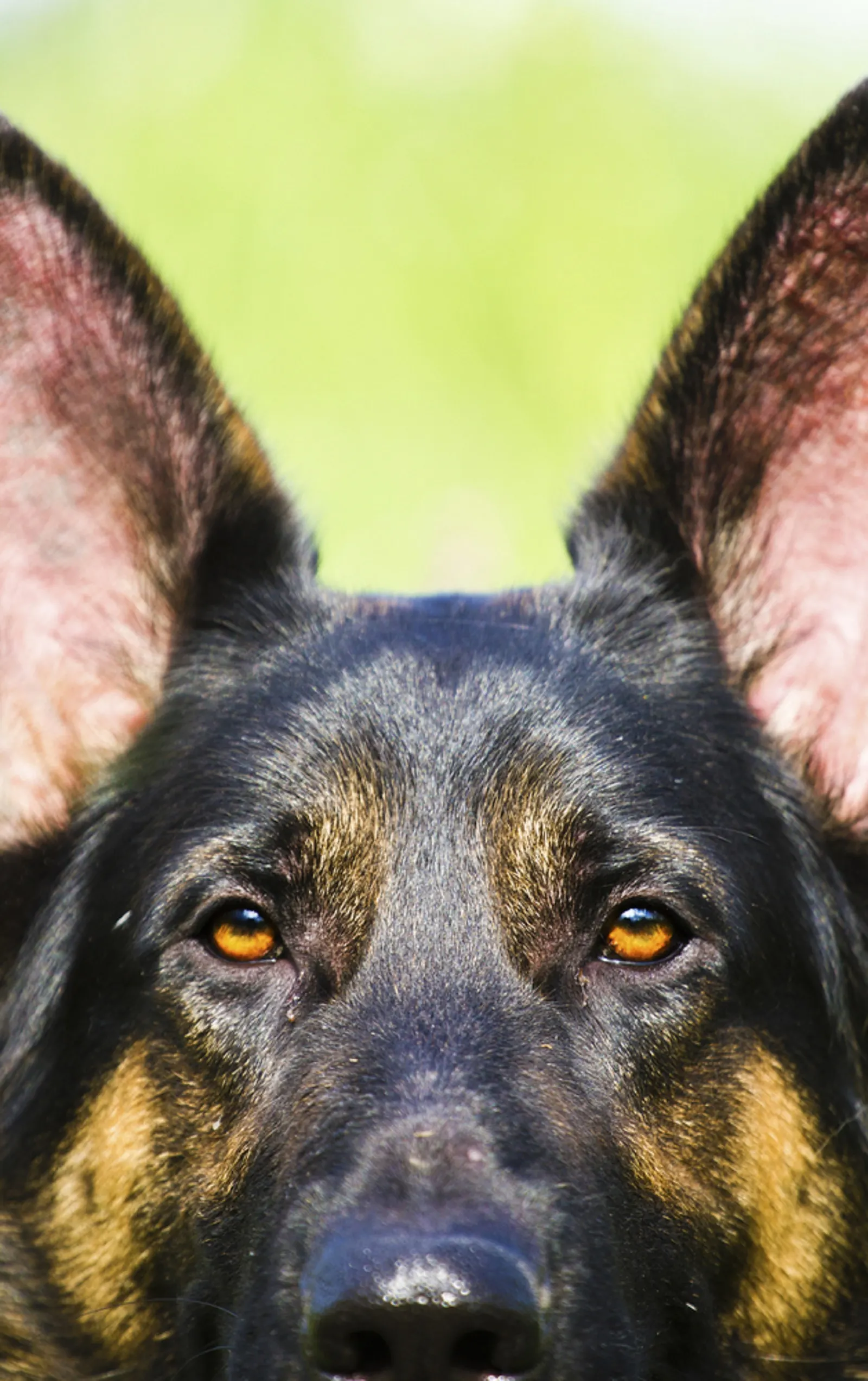 cute german shepherd dog with watery eyes
