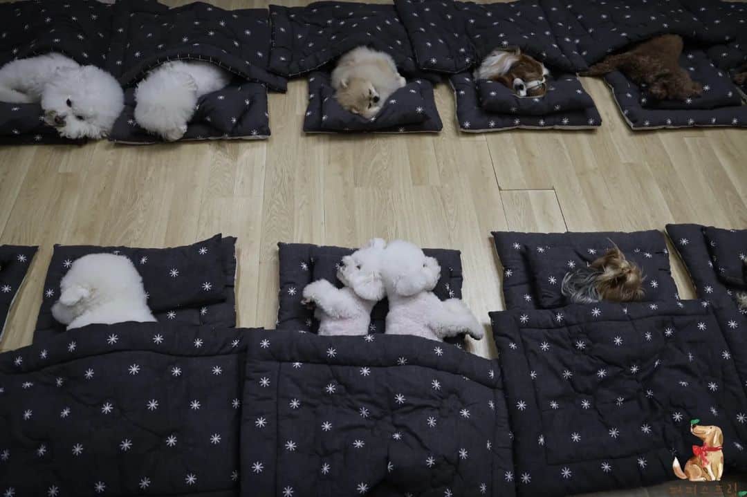 cute puppies sleeping at daycare