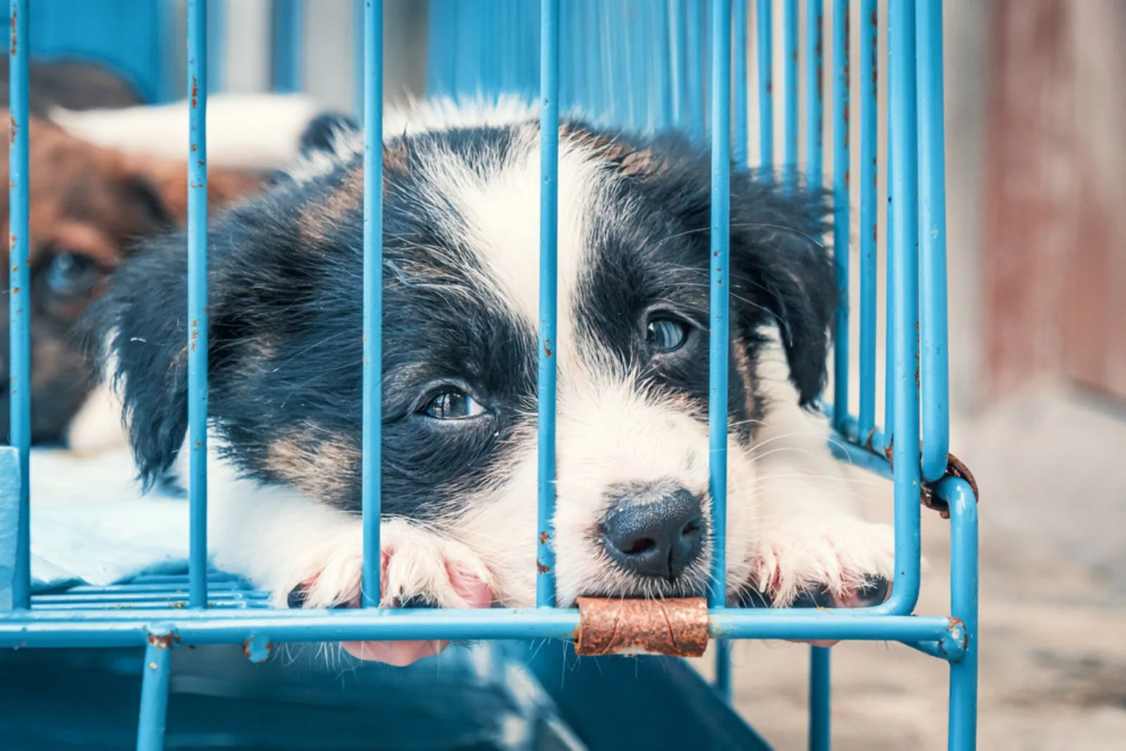 cute puppy in a cage
