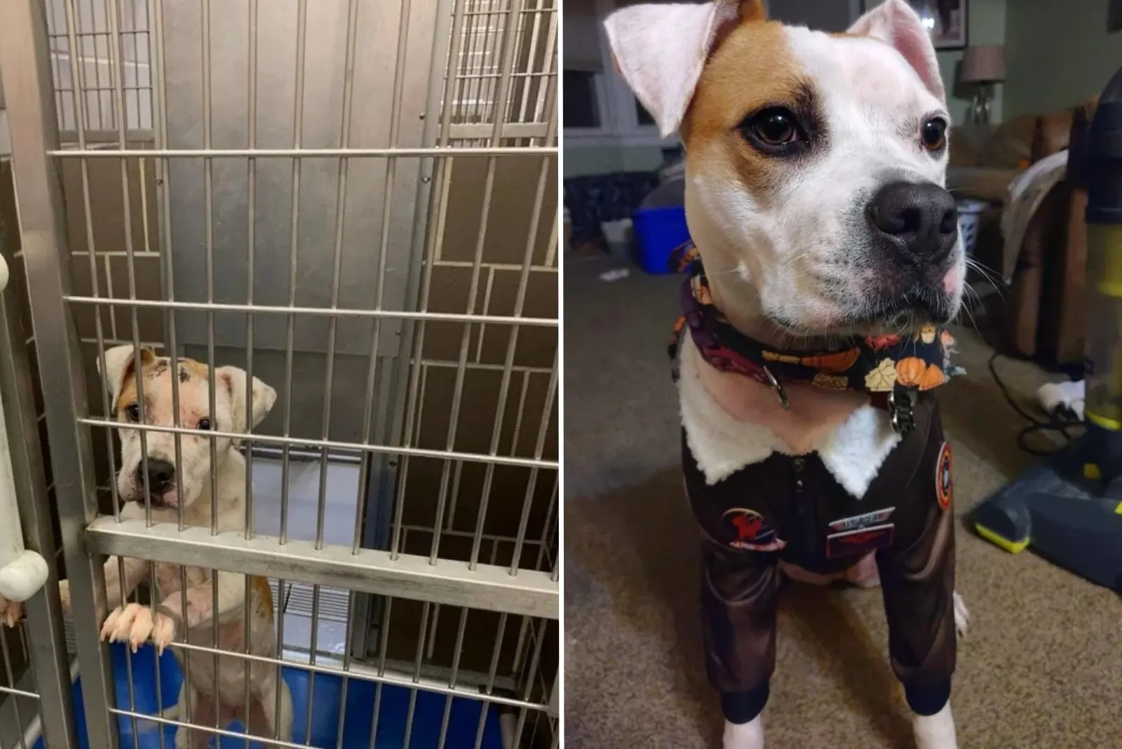 cute puppy before and after adoption