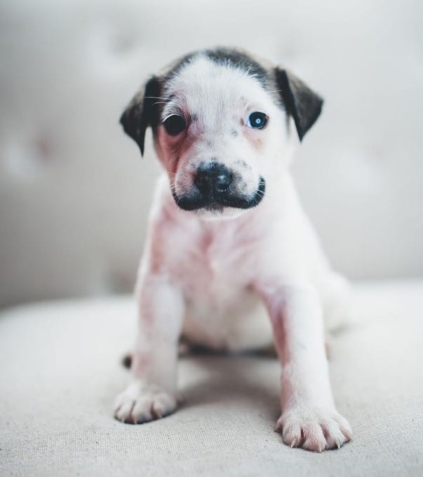 cute whiskered puppy sitting and looking at the camera